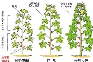 秋葵的种植与生长周期（种植秋葵的步骤与技巧、秋葵生长周期的了解及管理）