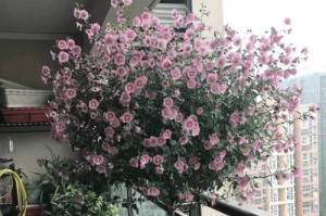 从大花盆里取出花的技巧（轻松将花儿从大花盆中解放）