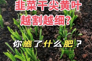 如何选择适合韭菜追肥的肥料？（选择优质有机肥，提高韭菜产量和品质）