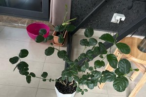 茉莉繁殖的方法及技巧（了解茉莉的繁殖方式，让您家中芬芳不断）