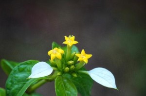 金枝玉叶花期之长短（了解金枝玉叶的花期和生长周期）