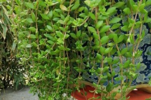垂盆草冬季养护指南（室内植物保养小技巧，让您的垂盆草在寒冷的冬季依然健康茂盛）