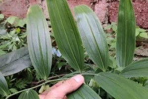 黄精（以黄山为例详细介绍黄精的分布、生长环境和药用价值）