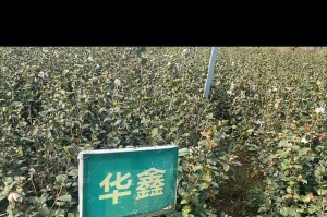 油茶苗栽种最佳时间（掌握栽种时间，成功种植油茶）