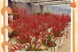 红豆种植全攻略（从选种到收获，教你如何种出鲜艳的红豆）