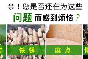 莲藕肥料选用要点（如何选择最适合莲藕的肥料？）