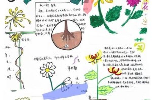 《以四季报春花焉了怎么办？》（了解四季报春花的种植与护理，打造美丽花园）