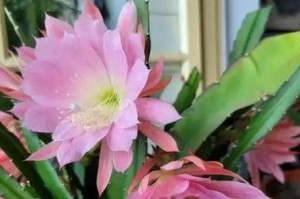 令箭荷花配土方法与种植土壤详解（精选令箭荷花土壤，让花儿茁壮成长）