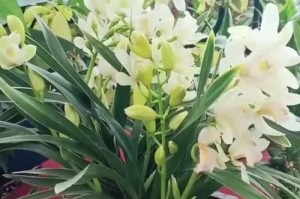 兰花叶尖发黄的原因及处理方法（探究兰花叶尖发黄的原因，提供科学有效的处理方法）