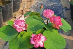冬天养护碗莲，让花草充满生机（温暖、浇水、肥料、防寒，）