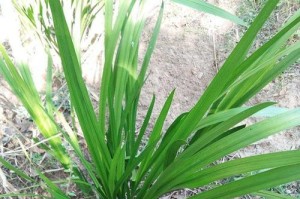 水菖蒲——一种生长在水边的多功能植物（探究水菖蒲的生态特点、营养价值和药用功效）