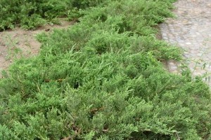 沙地柏属于裸子植物吗？（探究沙地柏的分类特征及生物学特征）