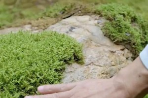 如何快速促进苔藓的生长？（掌握关键因素，让苔藓茁壮成长）