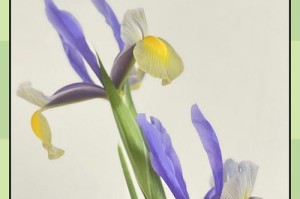 以莺尾花怎么养？一窥养护技巧（掌握关键养护要点，打造美丽花园）