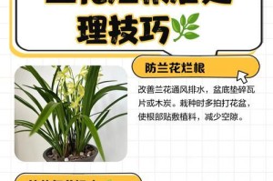 非洲紫罗兰花谢了怎么办？（教你如何处理即将枯萎的非洲紫罗兰花，让它重焕生机！）
