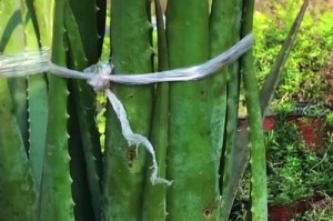 冬天芦荟的储存和使用技巧（冬季芦荟的保存方法和注意事项）