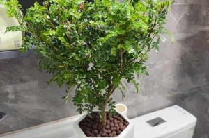 九里香不开花的原因和处理方法（探究九里香不开花的原因，从根源上解决这个问题）