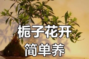 栀子花的浇水技巧（科学浇水，让栀子花绽放更美）