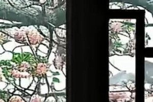 多菌灵能否用于牡丹的防治？（牡丹的病虫害防治方法及多菌灵的使用注意事项）