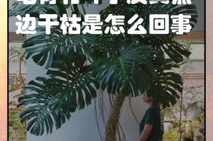 冬季龟背竹叶子黄了怎么办？（保护龟背竹的叶子健康，让其在寒冷季节依然生机勃勃）