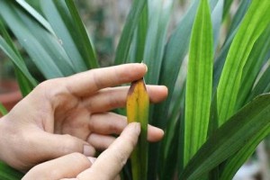 兰花叶片发黄的原因及处理方法（解决兰花叶片发黄问题，让花草更加健康）