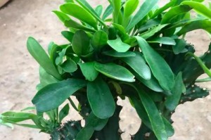 如何养殖花卉麒麟？（掌握养殖技巧，打造迷人花园）