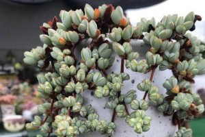 探秘紫叶碧玉的养殖技巧（打造迷人室内植物——紫叶碧玉的护理与繁殖）