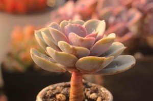 如何选择合适的盆栽为多肉老桩？（从材质、大小、排水等多方面考虑，选择最佳盆栽。）