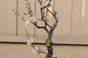 盆栽梅花的剪枝时间与技巧（春季修剪盆栽梅花，美化花型增加开花量）