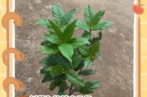 树木是植物还是其他生物？——探究树木分类学