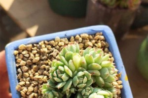 插叶静待芽开，静夜叶需多久发芽？（探究静夜叶的发芽时间及方法）