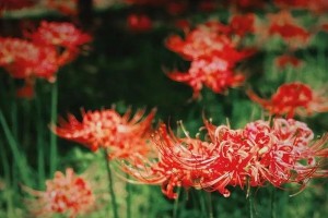 缤纷夏日，彼岸花开（揭秘彼岸花盛放季节，感受夏日美好）