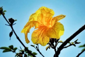 金铃花修剪的技巧与方法（打造美丽花坛的秘密武器——金铃花修剪指南）