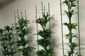 蟹爪兰怎么养长得旺（打造蟹爪兰长盛不衰的绝佳秘籍）