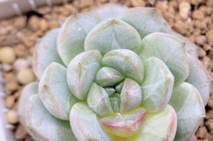 多肉水化处理方法（快速救援你的多肉植物）