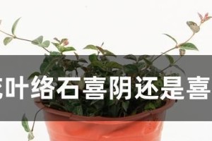 松树喜阳还是喜阴？（探讨松树喜阳还是喜阴的生长环境和要求）