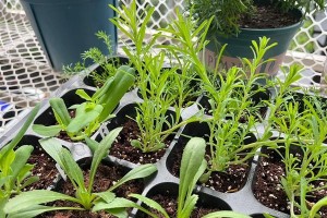 永生菊的种植与管理（如何种出鲜艳美丽的永生菊）