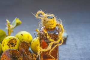 探究葡萄木的特点与用途（了解葡萄木的原产地、物理性质、加工难易度和使用范围）