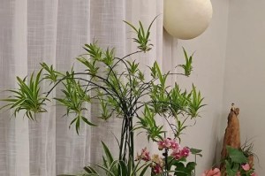 灯笼吊兰的养殖技巧（打造独特空间的灯笼吊兰养护指南）