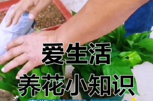 绿萝分盆后打蔫怎么办？（绿萝分盆后的护理技巧和注意事项）
