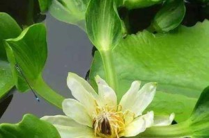 延长花束在水中的寿命的小窍门（如何让鲜花在水中保持新鲜？）