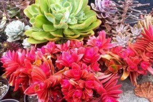 金鱼花的养护（探讨金鱼花的生长习性以及适宜的养护环境）