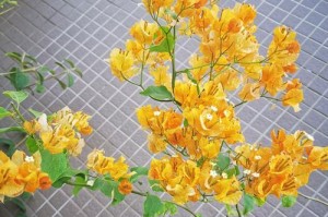三角梅的种植方法（打造美丽的三角梅花园，轻松种植三角梅）