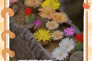 生石花的分株养殖技巧（培育更多美丽的生石花）