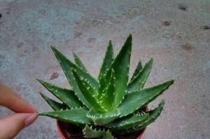 解决不夜城芦荟烂根的有效方法（保护芦荟的关键是修复烂根）