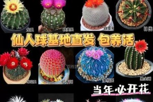 玉翁仙人球开花的奇妙过程（探秘玉翁仙人球的独特开花机制）