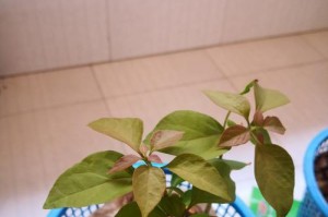 三角梅的种植与护理（栽种时间和方法，让你轻松拥有美丽的三角梅）