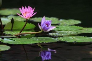 睡莲种植指南（探讨睡莲的种植条件、土壤及注意事项）