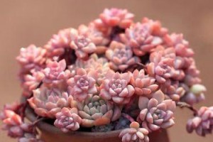 粉荷花多肉养护指南（掌握关键诀窍，轻松打造鲜花绽放的花园）