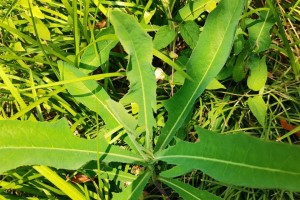 如何种植优质苦苣菜（最佳种植时间、方法和技巧）